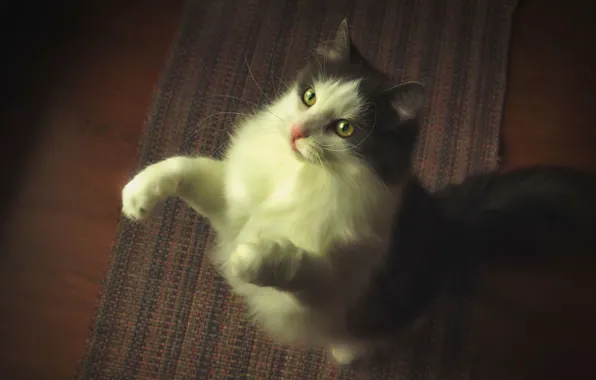Cat, cat, look, pose, the game, tail, view, stand