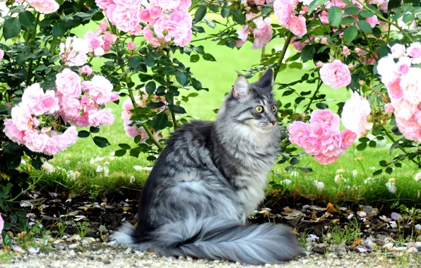 Cat, summer, cat, look, face, flowers, branches, nature