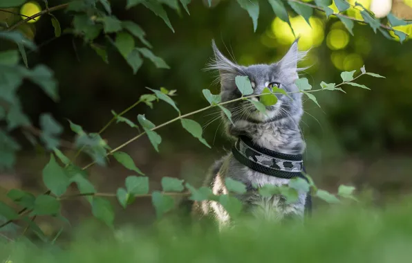 Cat, look, leaves, branches, nature, kitty, grey, Bush