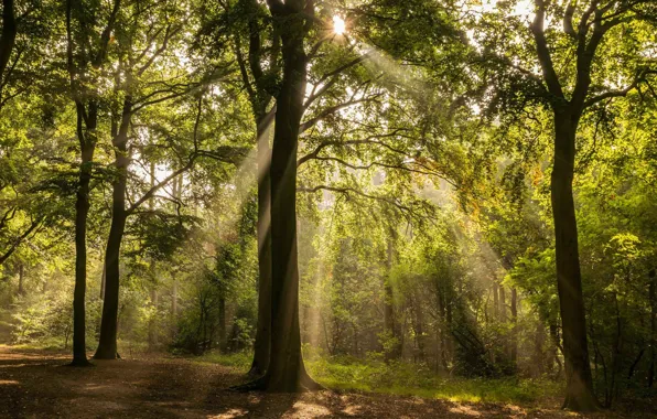 Forest, trees, sunlight