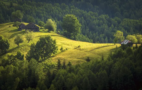 Greens, forest, summer, glade, slope, meadow, house
