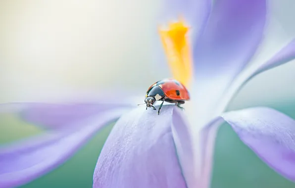 Picture macro, flowers, red, background, ladybug, beetle, blur, petals