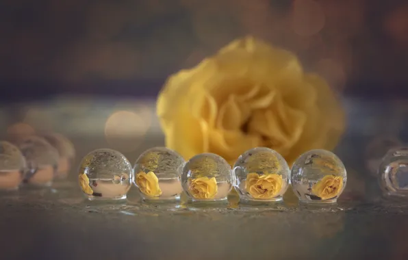 Macro, reflection, bubbles, rose yellow