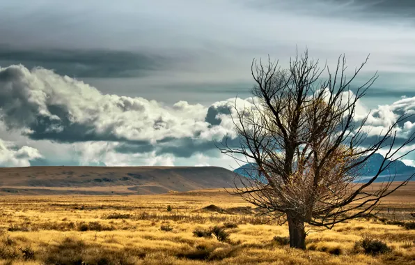 The sky, clouds, mountains, the steppe, tree, new Zealand, new zealand