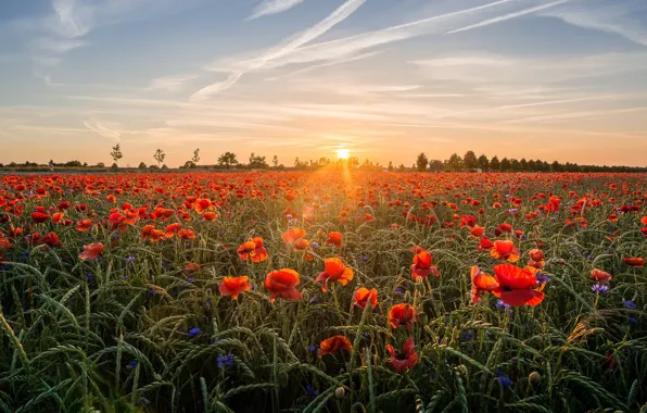 Field, the sky, the sun, clouds, rays, landscape, sunset, flowers