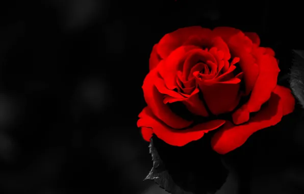 Picture petals, the dark background, rose red
