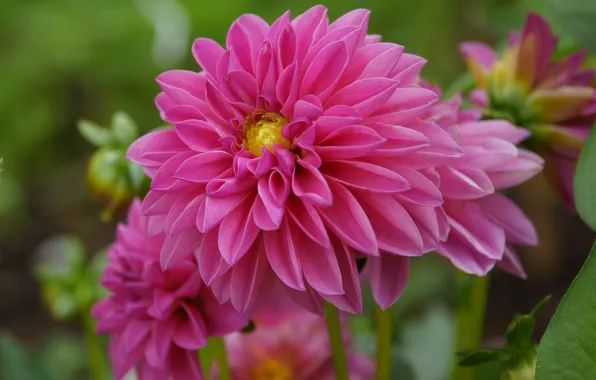 Picture Georgina, dahlias, Bokeh, Pink flower, Pink flower