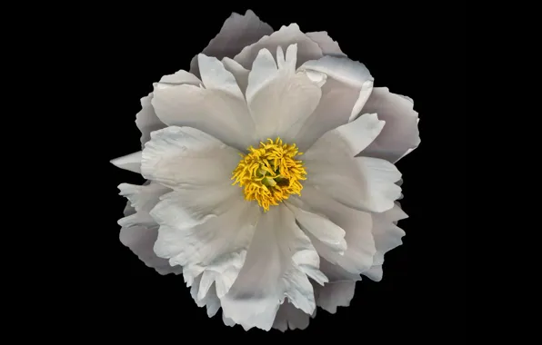 Flower, background, petals