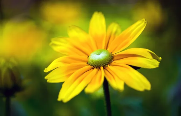 Picture flower, yellow, bokeh