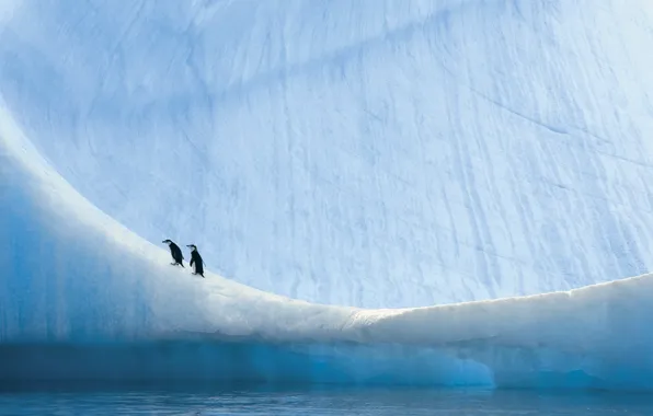 Picture nature, penguins, Antarctica