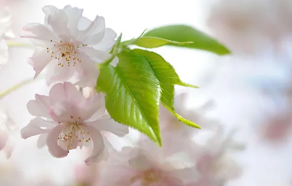 Flowers, green leaves, white