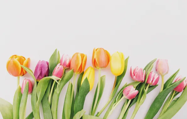 Flowers, colorful, tulips, fresh, wood, flowers, beautiful, tulips