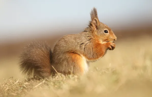 Nature, background, walnut, protein, muzzle, profile, lunch, rodent