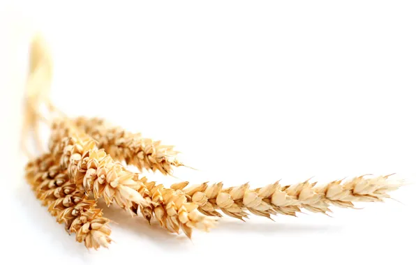 Picture wheat, nature, ears