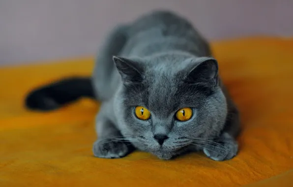 Cat, cat, look, grey, bed, lies, face, yellow background