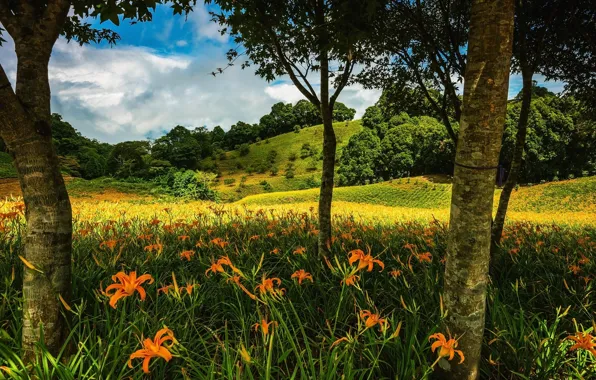 Greens, summer, the sky, clouds, trees, flowers, branches, nature