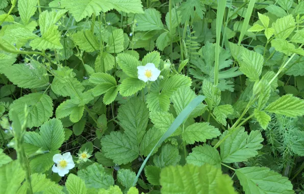 Flower, summer, leaves, strawberries