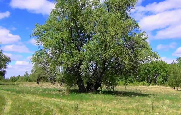 Summer, tree, Meadow, IVA