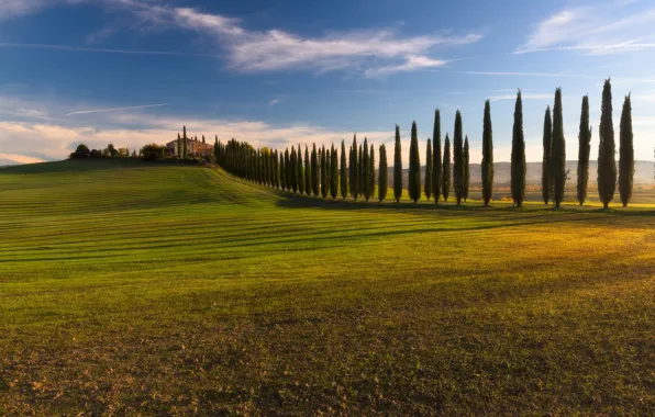 Field, Italy, cypress, Tuscany