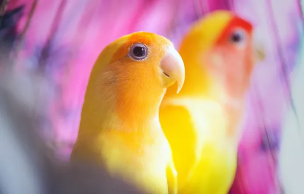 Birds, background, yellow, parrots