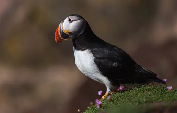 Grass, look, background, bird, stalled, flowers, brown, Atlantic puffin