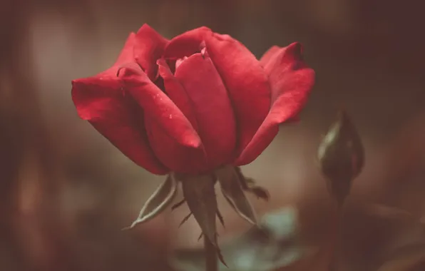 Macro, flowers, roses, blur, Rose red, buds