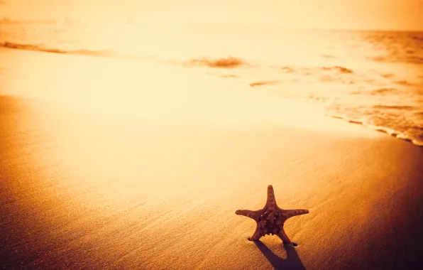 Sand, beach, beach, sunset, sand, starfish