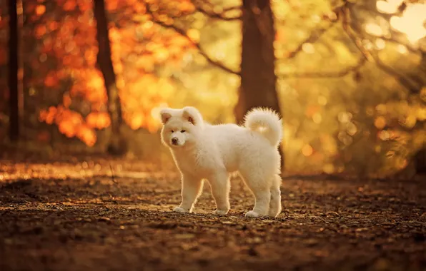 Look, each, dog