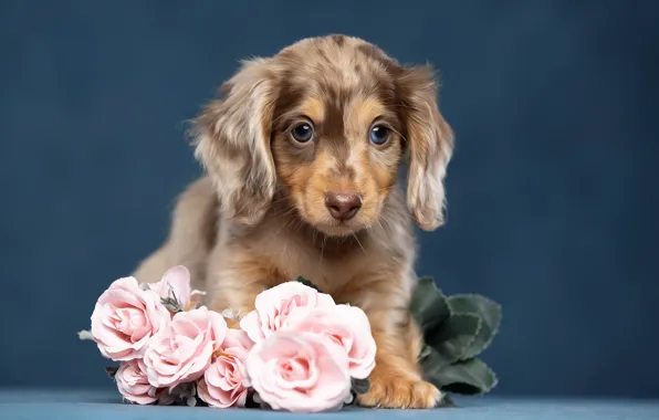 Flowers, background, roses, dog, puppy, Dachshund, Svetlana Pisareva