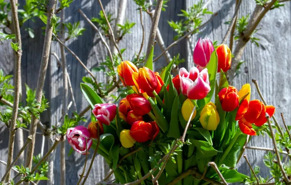 Picture bouquet, spring, tulips