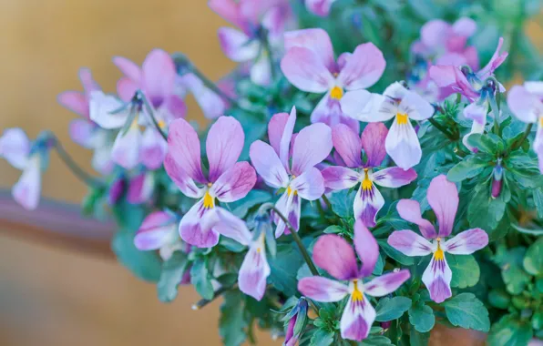 Flowers, bouquet, pink, Pansy, lilac, violet, Bush, viola