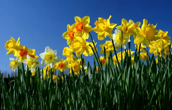The sky, flowers, spring, yellow, daffodils