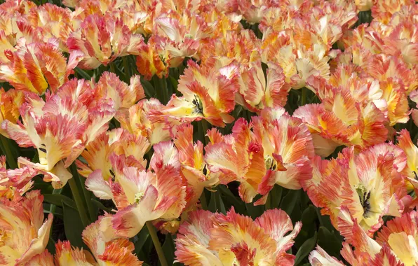 Flowers, spring, tulips, orange, flowerbed, a lot, striped, Terry