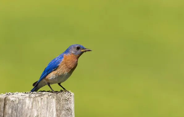 Picture nature, bird, beak, East sialia