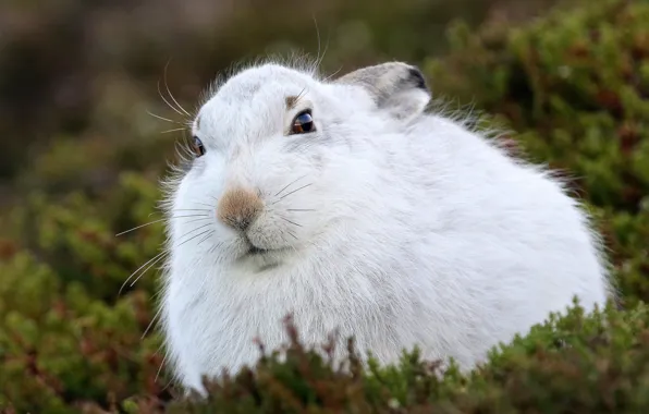 Moss, hare, Hare