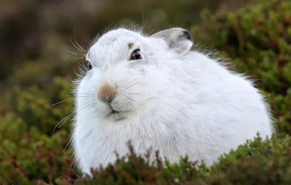 Picture moss, hare, Hare