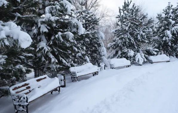 Picture winter, snow, trees, landscape, bench, Park, tree, trees