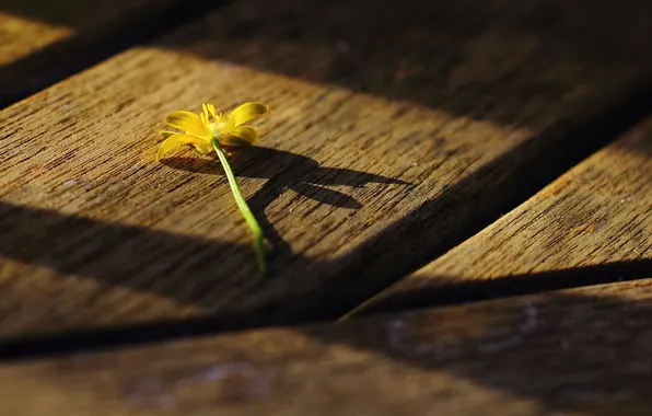 Flower, macro, light, yellow, Board, shadows, wood