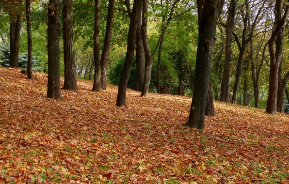 Nature, Autumn, Trees, Forest, Leaves, Park, Landscape, Foliage