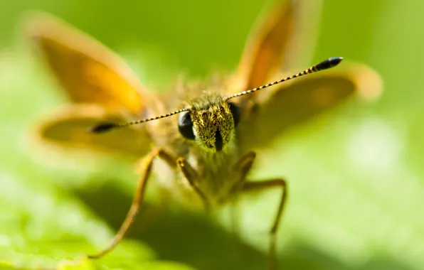 Macro, insect, antennae, bokeh
