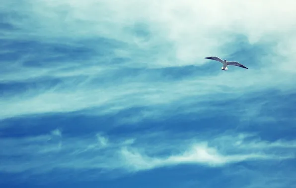 The sky, clouds, photo, bird, Seagull, flight