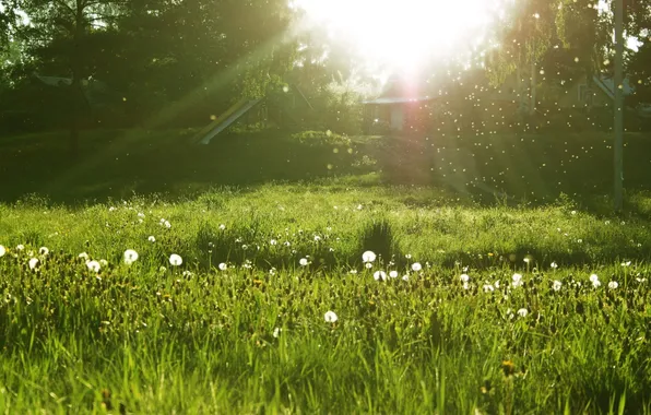 Summer, grass, the sun, slide, house, dandelions