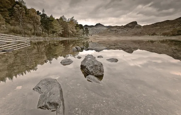 Forest, landscape, lake