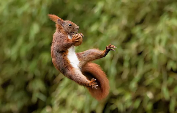 Background, jump, legs, walnut, protein, red