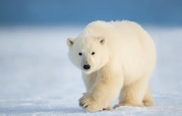 Winter, snow, nature, polar bear