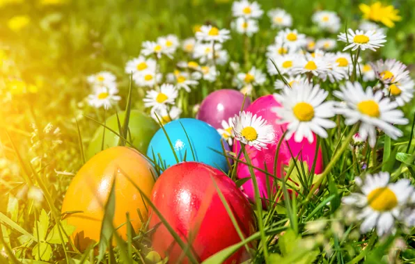 Flowers, chamomile, eggs, Easter, flowers, spring, Easter, eggs