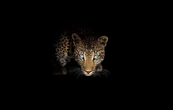 Picture look, night, predator, leopard, hunting