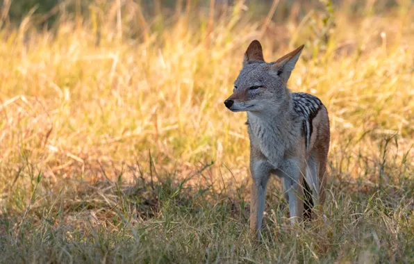 Picture grass, look, light, glade, wolf, coyote