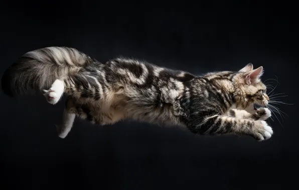 Picture cat, background, jump, Kote