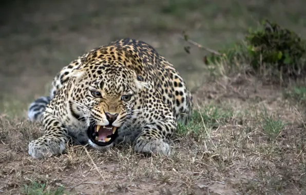 Nature, leopard, beast